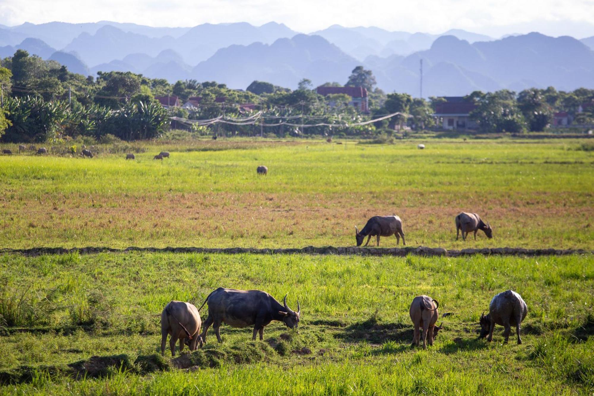 Phong Nha Farmstay Eksteriør bilde